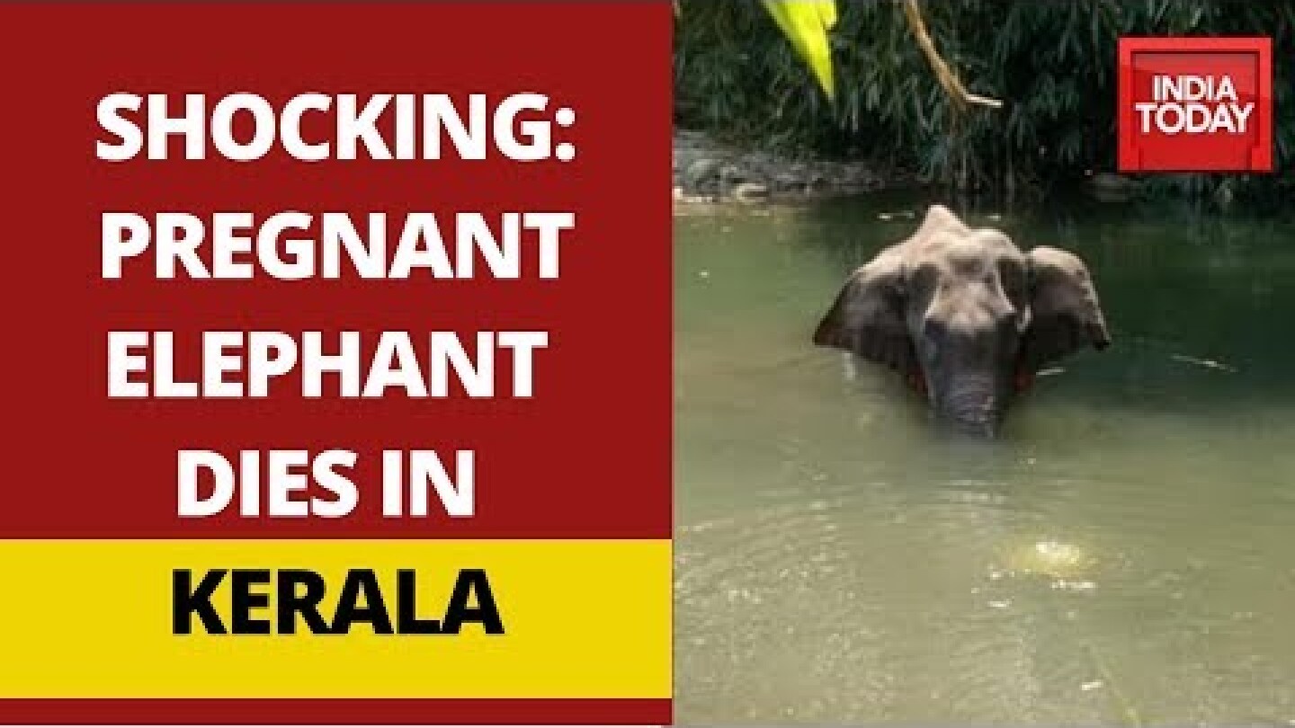 Pregnant Elephant Dies After Eating Pineapple Stuffed With Explosives In Kerala
