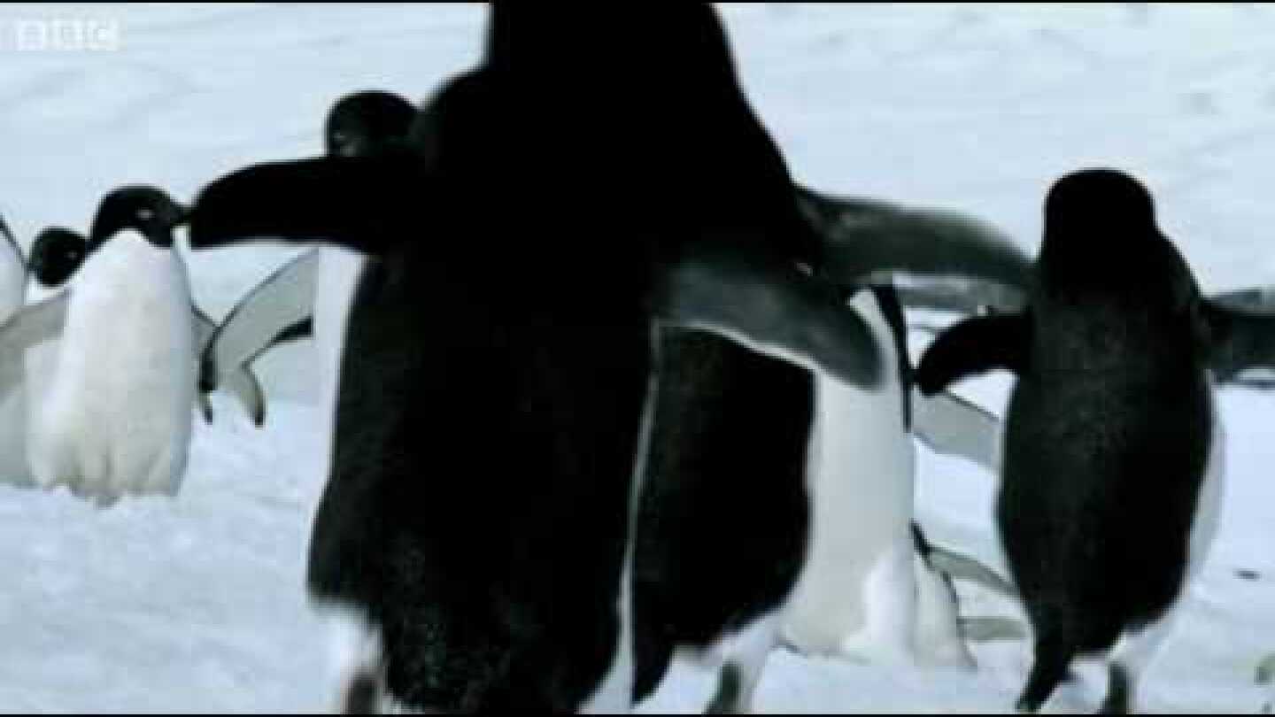 Flying Penguins | World Penguin Day | BBC