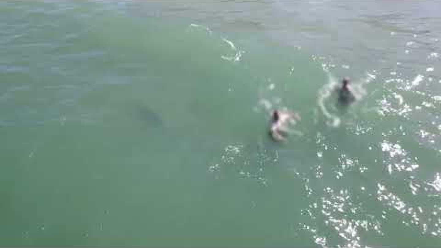 Shark Sneaks Up on Swimmers at Daytona Beach