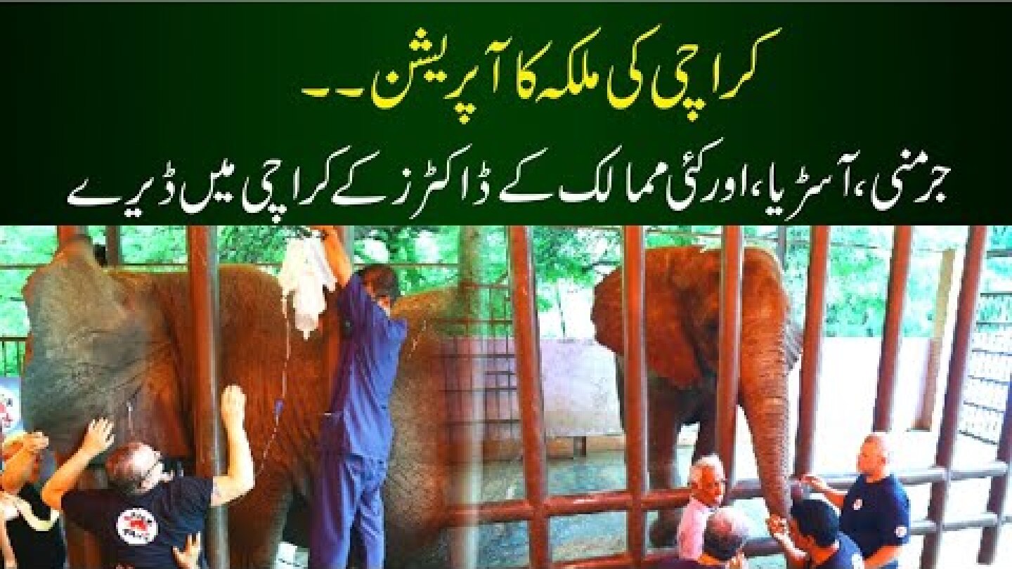 Karachi mein Pakistan Ki Pehli Elephant Surgery