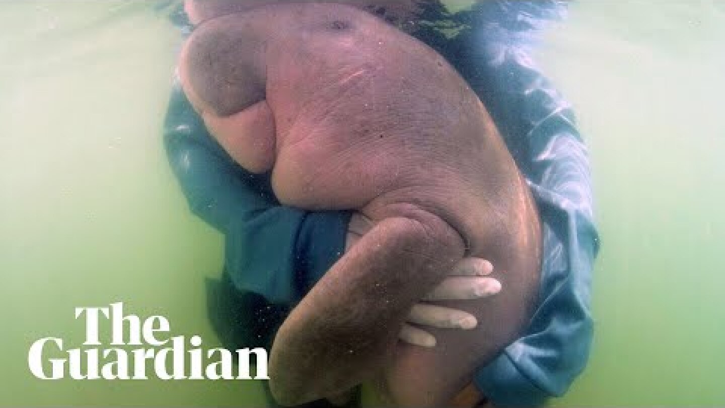 Baby dugong becomes Thailand's national sweetheart