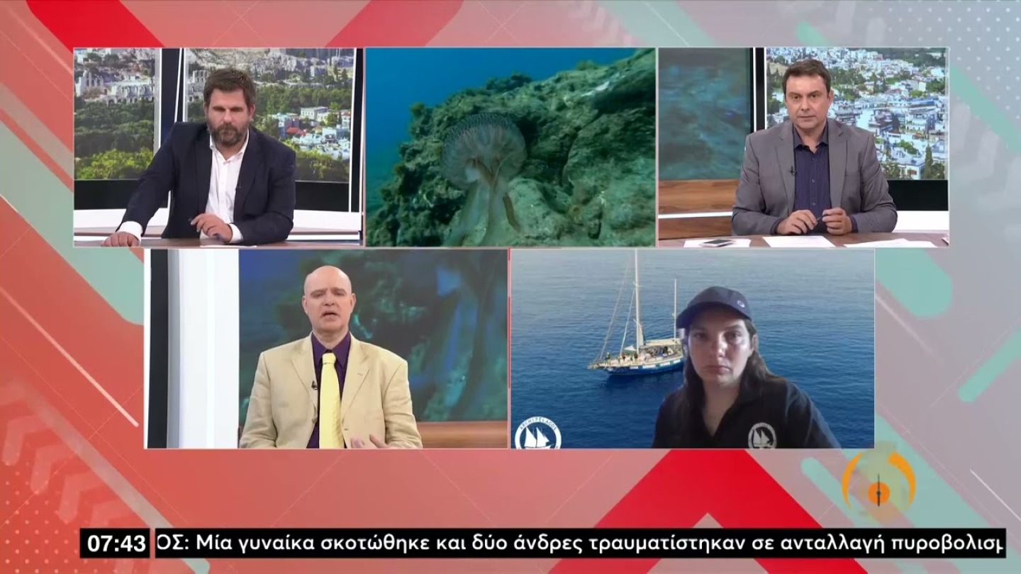Μωβ μέδουσες: Έχουν κατακλύσει τις ελληνικές παραλίες - Πόσο επικίνδυνες είναι;| 1/6/22| ΕΡΤ