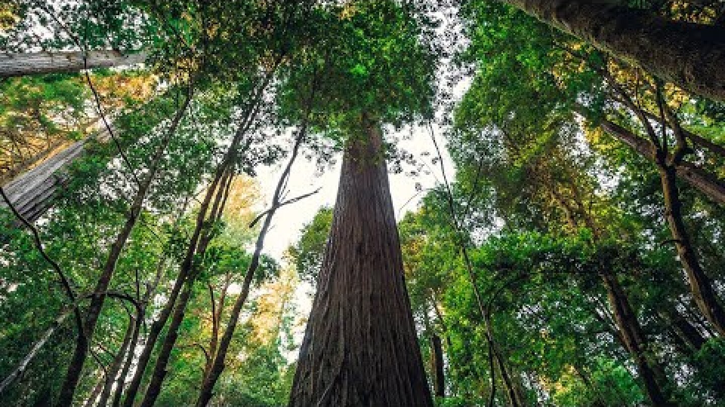 Visitors to world's tallest tree named Hyperion can face $5K fines and up to 6 months in jail | ABC7