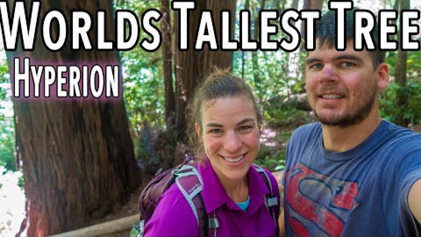 Finding Hyperion, the Tallest Tree in the world! Redwood National Park