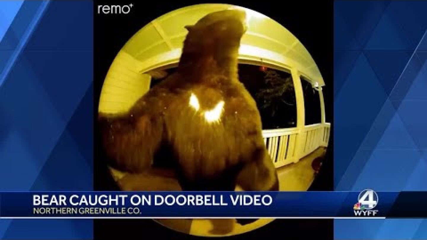 Greenville County bears caught on video at doorbell, playing in backyard