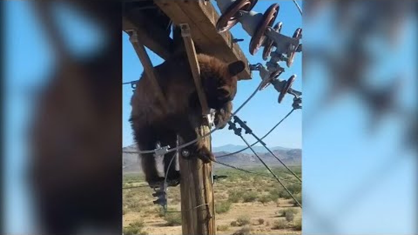 Arizona utility worker coaxes bear from power pole