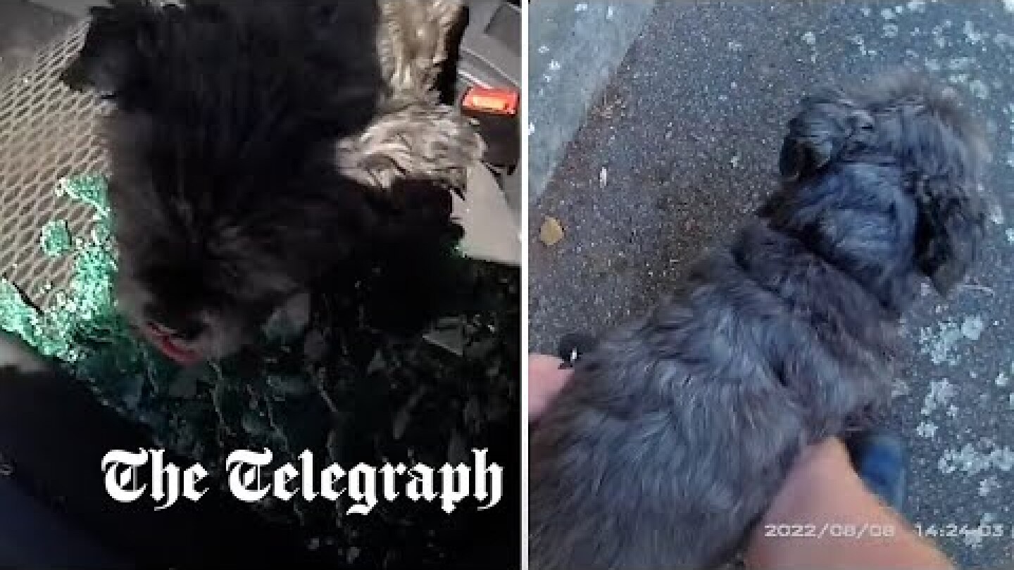 Police smash window to rescue a collapsed dog from a hot car