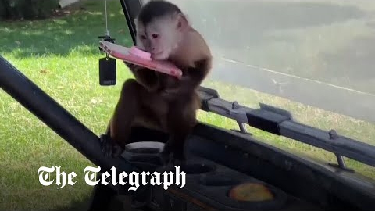 False alarm for police after monkey calls 911 from zoo owner's cellphone