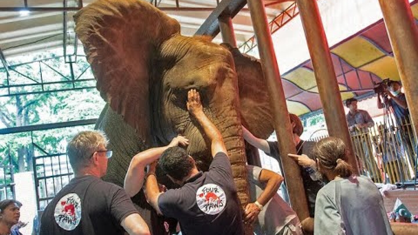 International vets use ‘standing sedation’ to perform root canal surgery on Pakistani elephant