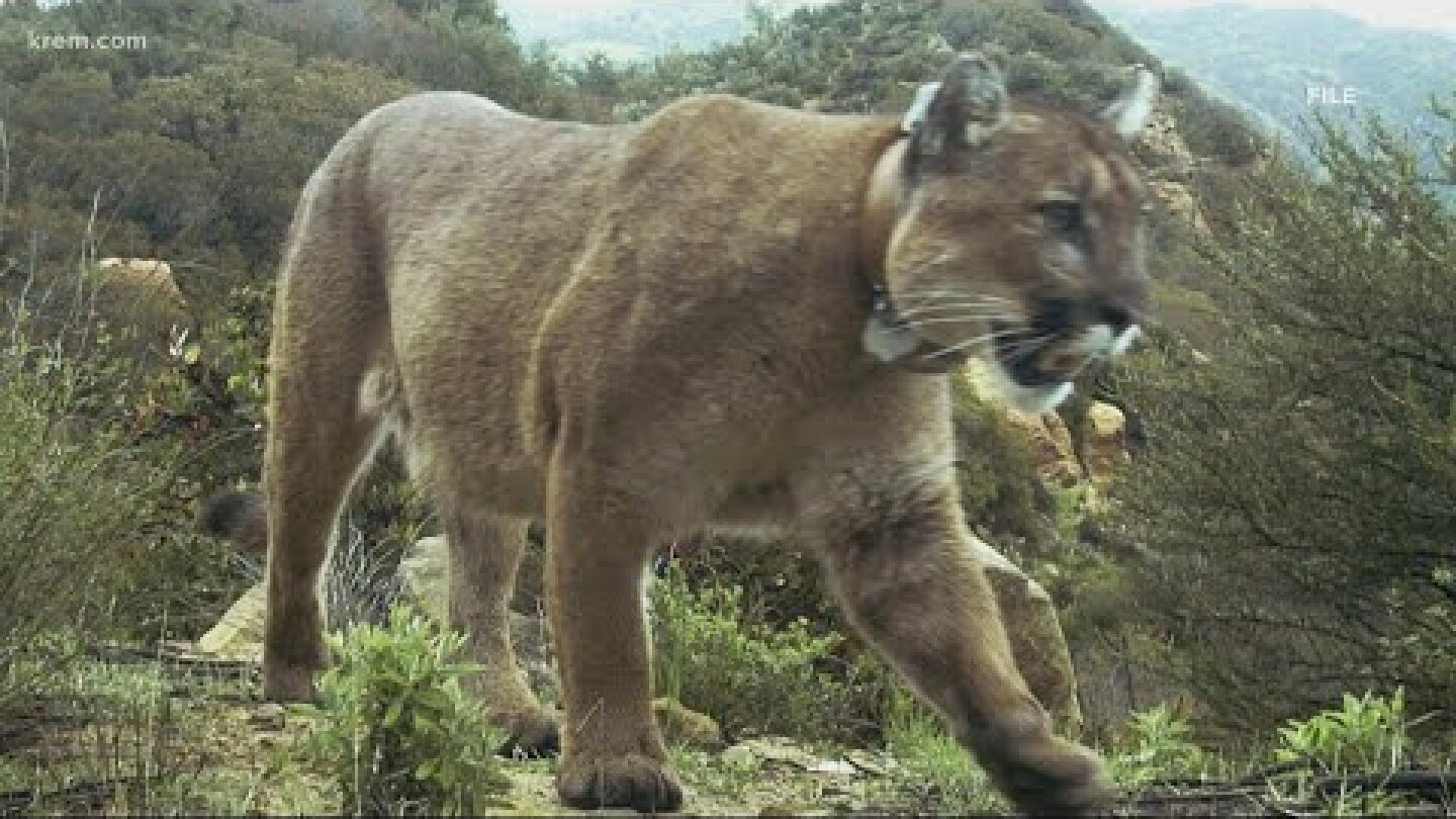 9-year-old girl attacked by cougar in Stevens County
