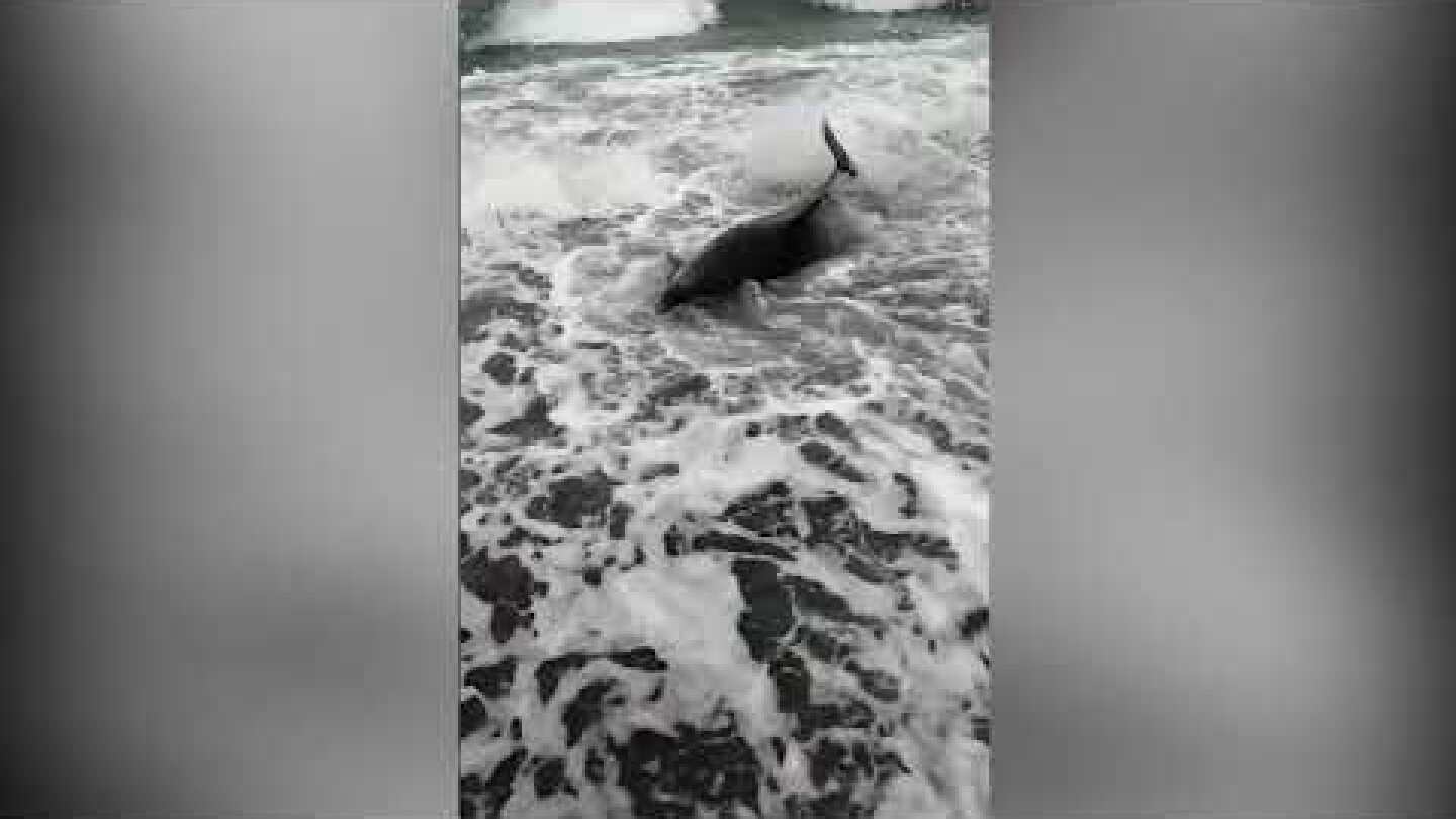 Δελφίνι παλεύει να σωθεί στην Νυφιδα- 08-02-21