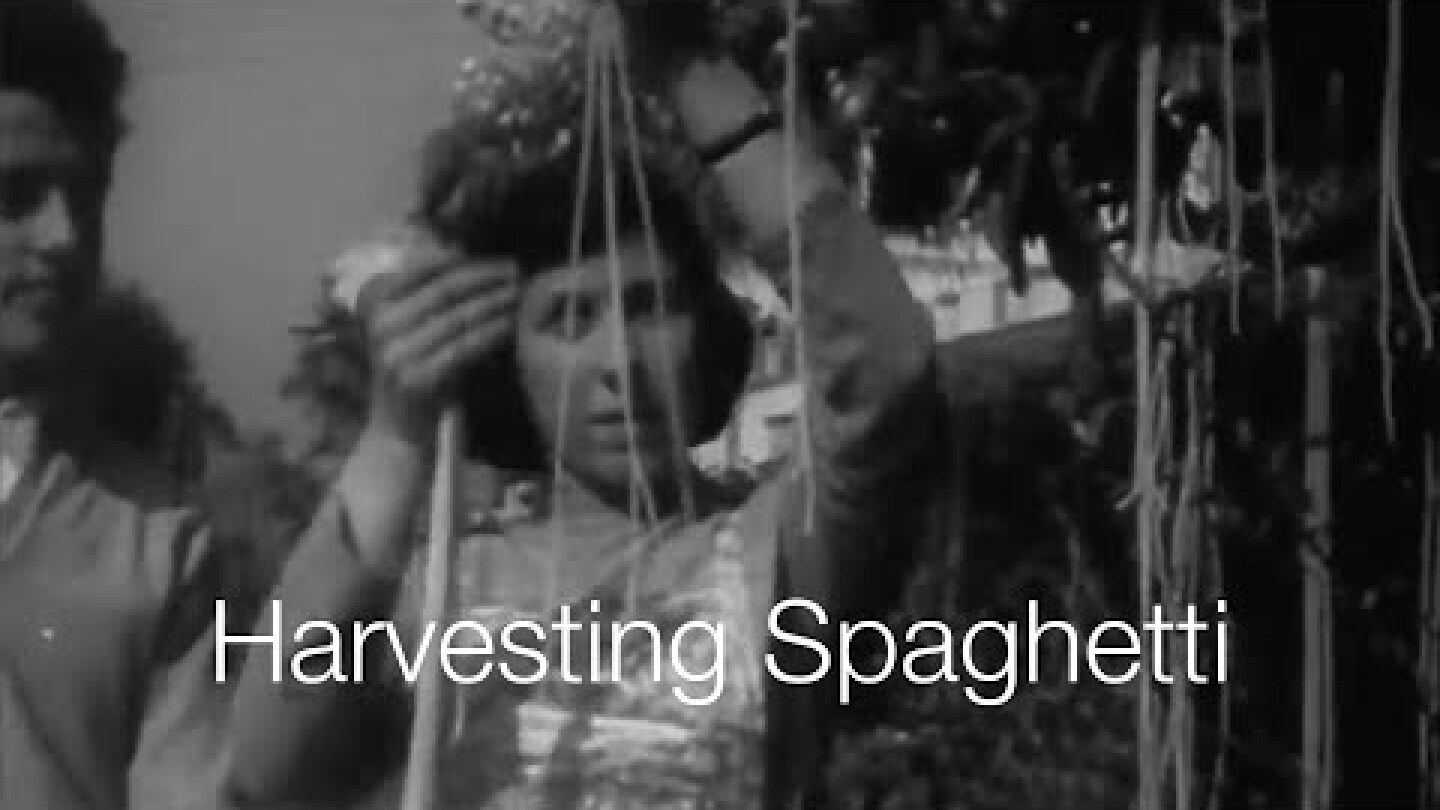 BBC: Spaghetti-Harvest in Ticino