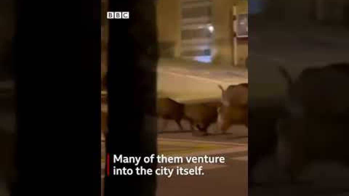 Barcelona has a wild boar problem.nters between the animals and locals have been on the rise,