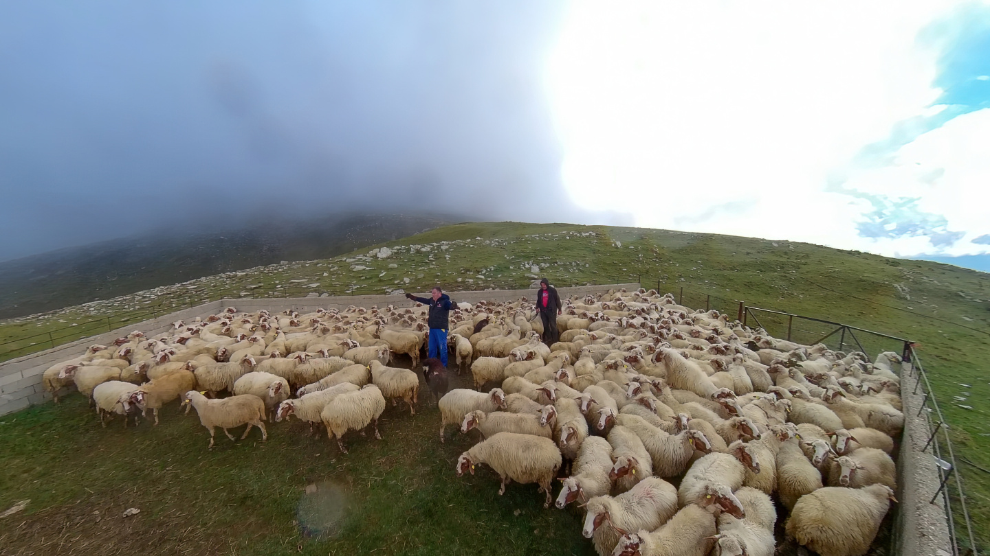 Baros Pass_ Ηerd of Boutsko sheep loading to trucks| VR 360 Experience