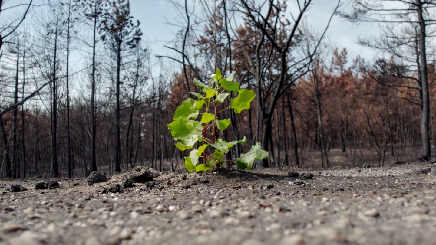 #TIDF26 | Evros – 17 Days Later