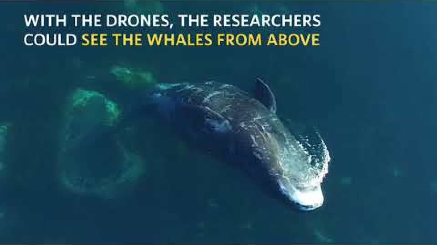 Bowhead whales come to Cumberland Sound in Canadian arctic to exfoliate