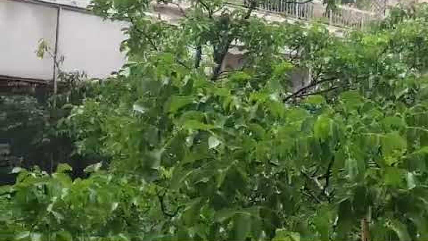 Καιρός: Καλοκαιρινή βροχή στο κέντρο της Αθήνας