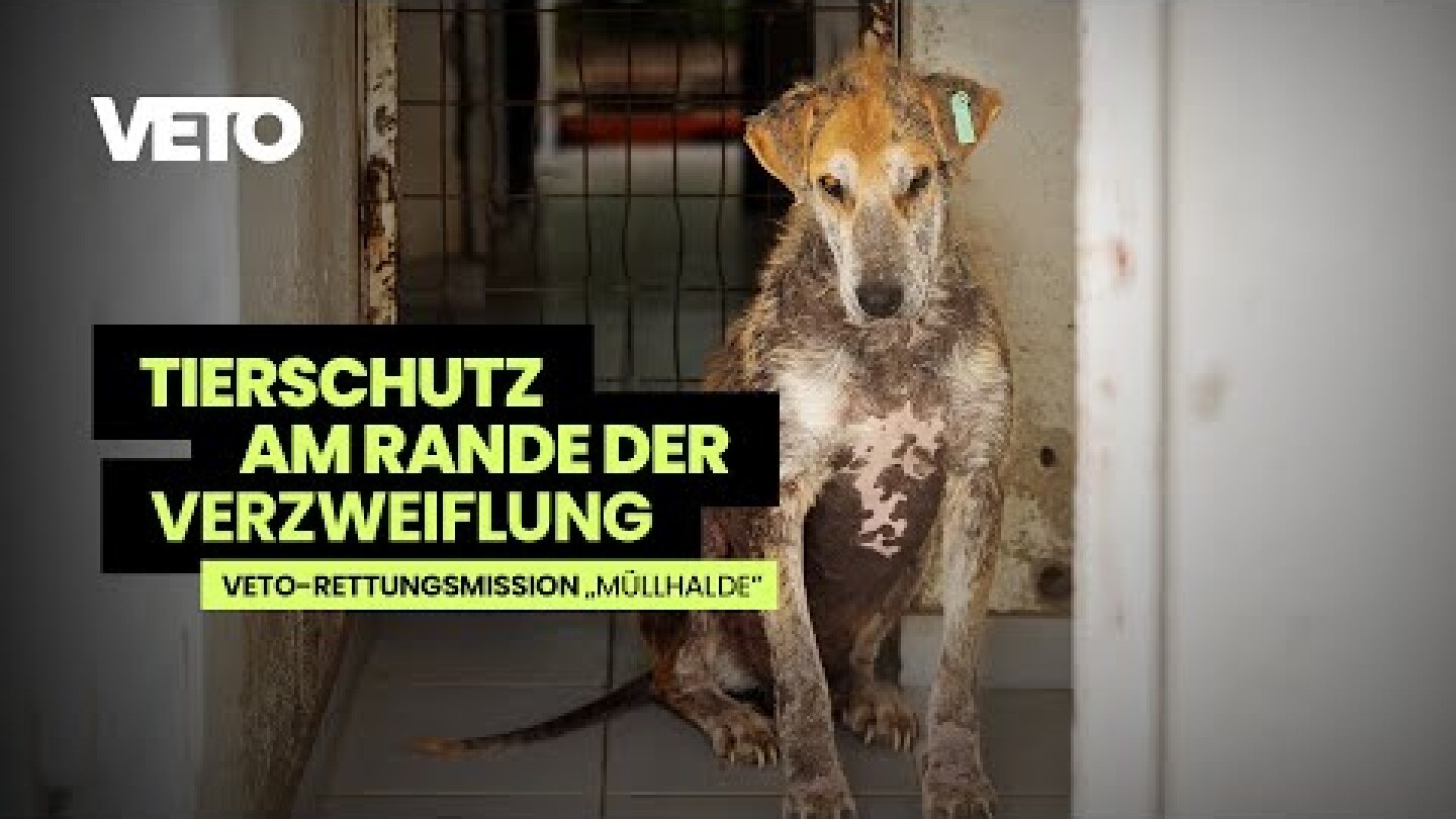 Hilferuf von Tierschützerin Anna-Maria! | VETO-Rettungsmission „Müllhalde“