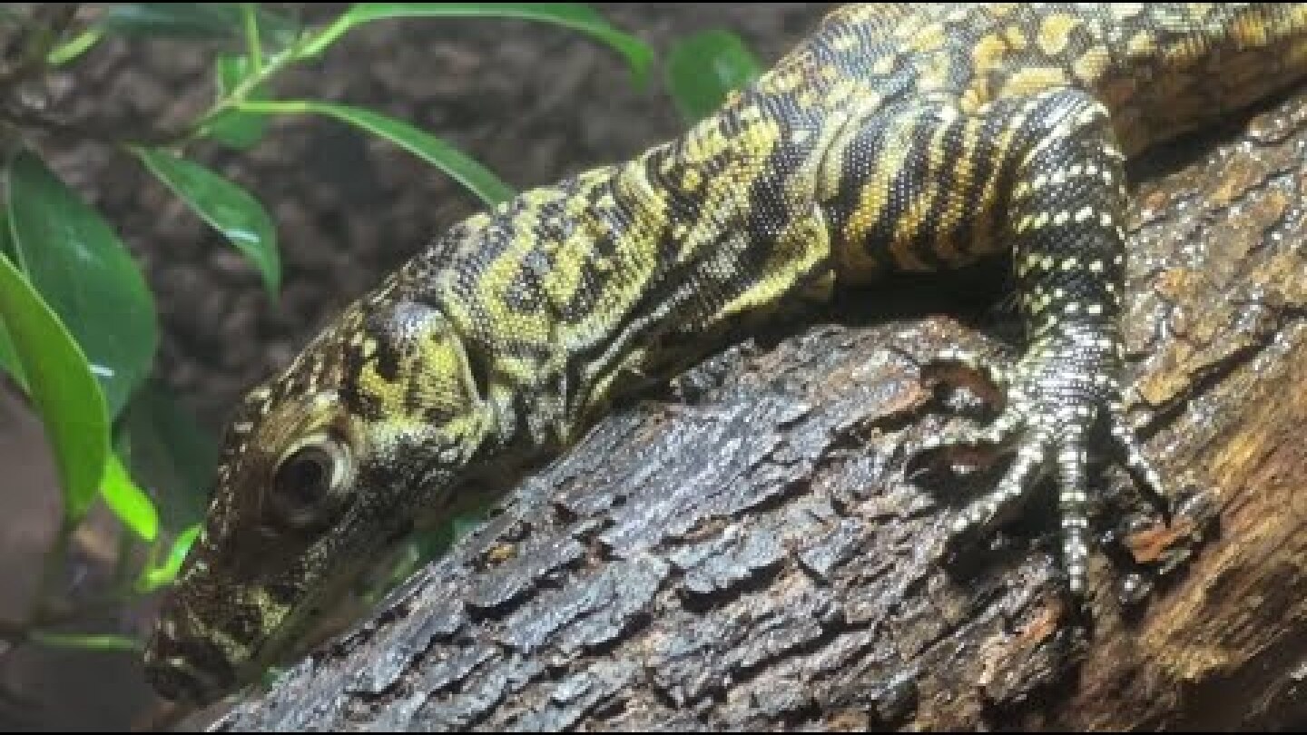 Mother of Komodo dragons: Endangered lizard hatchlings born at Spain zoo