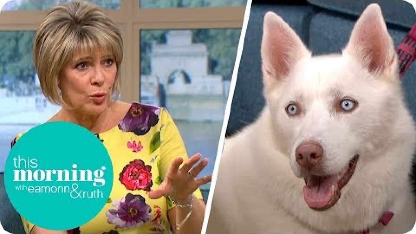 Should Your Dog Become a Vegetarian? | This Morning