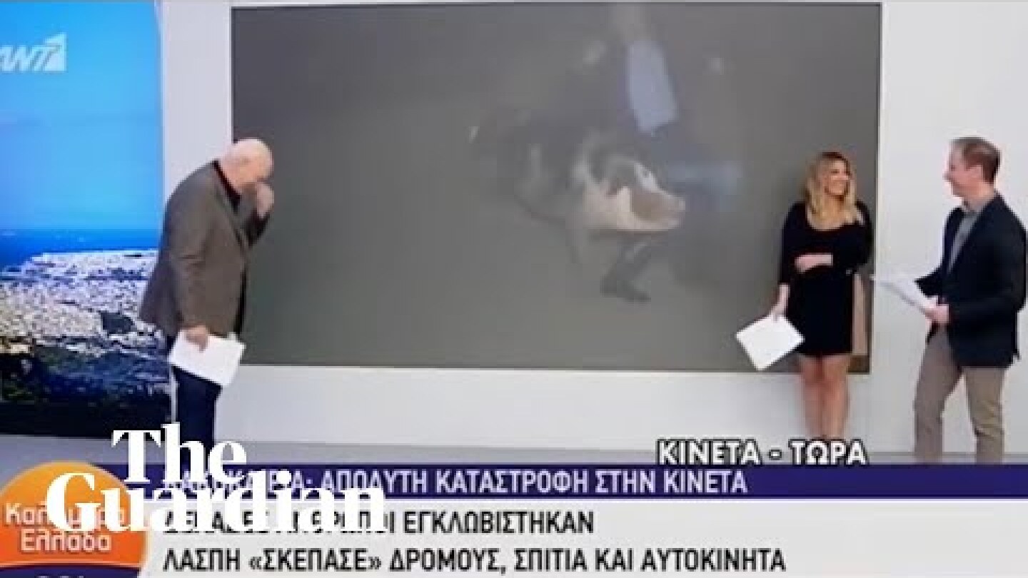 Escaped pig chases journalist during live news broadcast in Greece