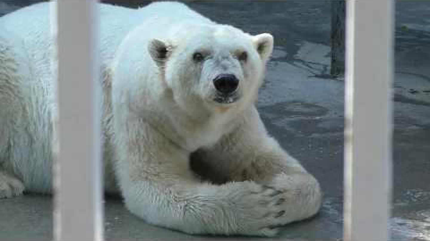 Amderma (Бабушка Амдерма) the Polar Bear's variation of facial expression, at Perm Zoo, Russia