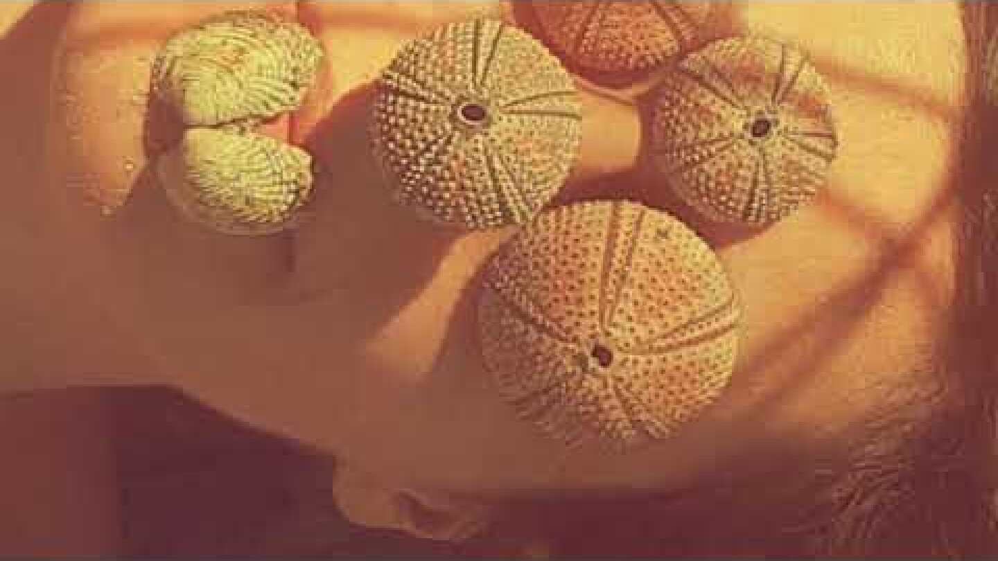 Post Lovers - On the Pill (Official Audio)