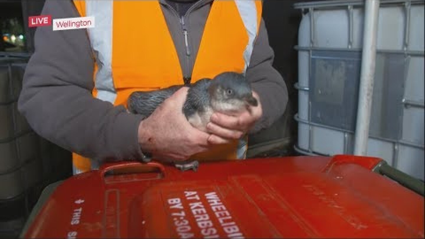 Little blue penguins take up residence below Wellington sushi shop