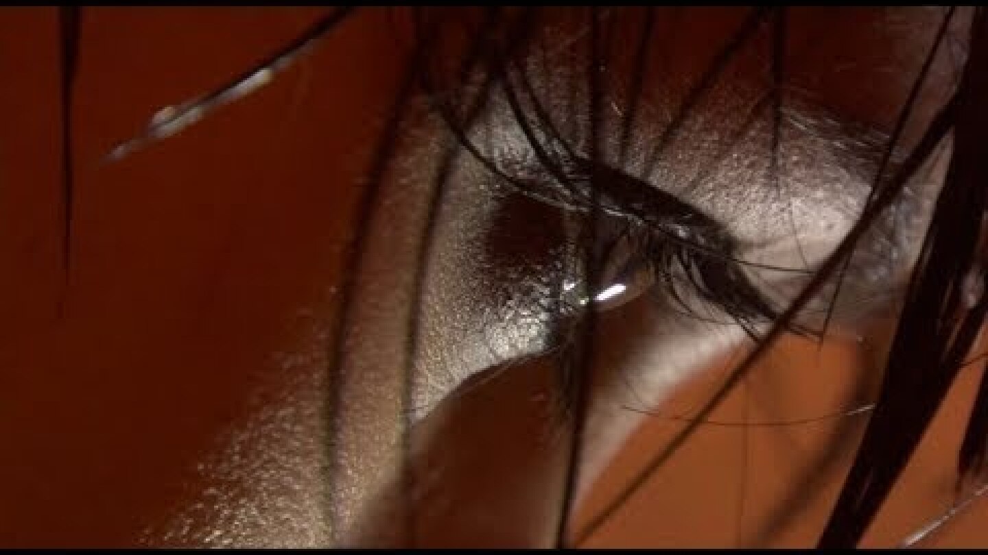 Koop - Koop Island Blues (Official Video)