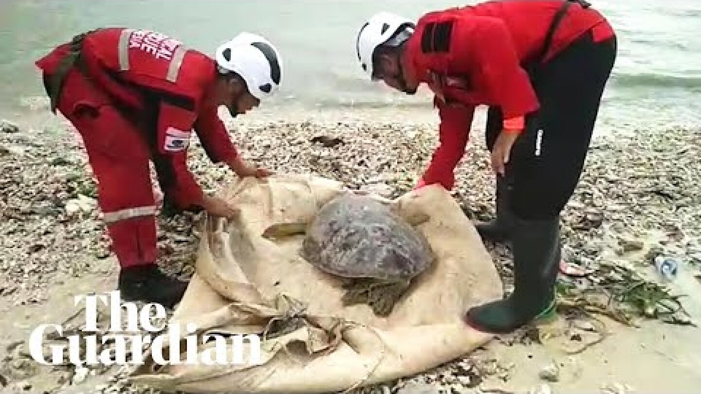 Rescuers help sea turtles washed inland during Indonesia's tsunami