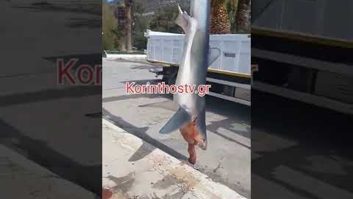 Ψάρεψαν καρχαρία 3 μέτρων στο Λουτράκι Κορινθίας