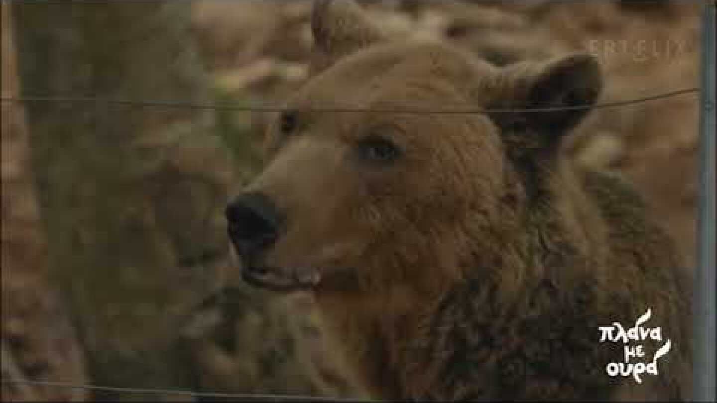 Αρκούδες: Το σπουδαίο έργο του Αρκτούρου στη Φλώρινα | 12/12/2020 | ΕΡΤ