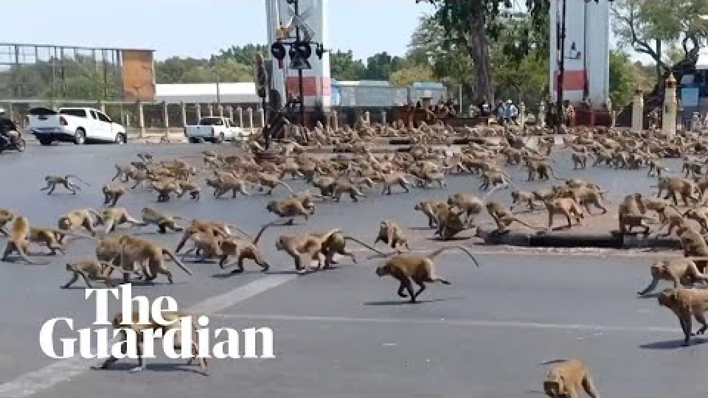 Hungry monkeys brawl over food as coronavirus hits tourism in Thailand