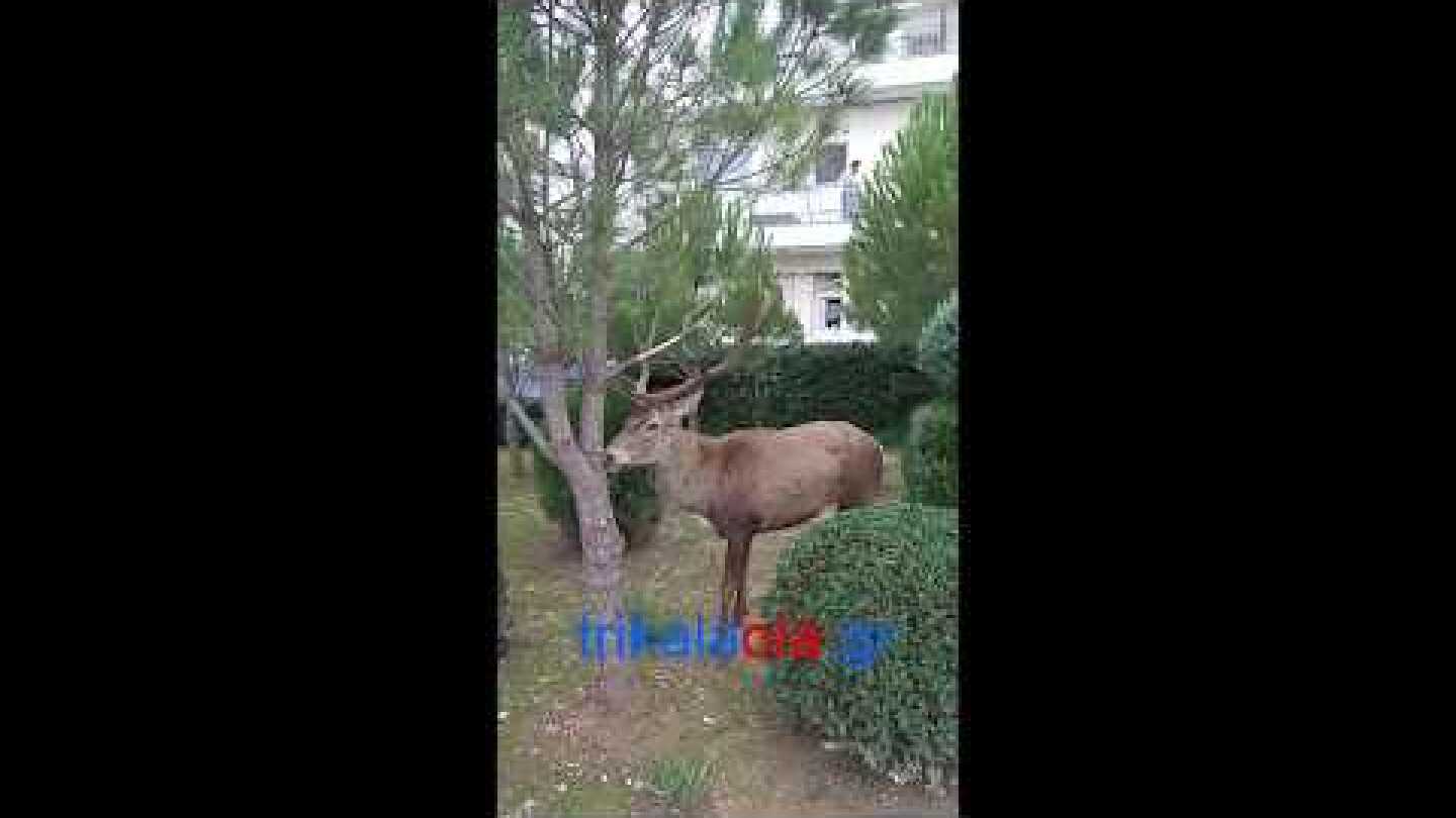 Αθήνα Ελάφι μεγάλο κατέβηκε από Πάρνηθα Θρακομακεδόνες Πανόραμα αυλή σπιτιού Κυριακή 17 11 2019