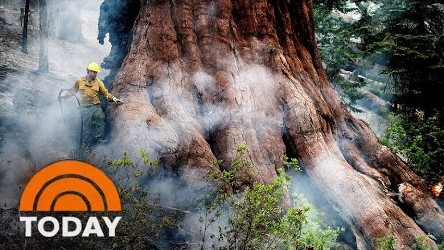 Massive Wildfire Endangers Yosemite’s Giant Sequoia Trees