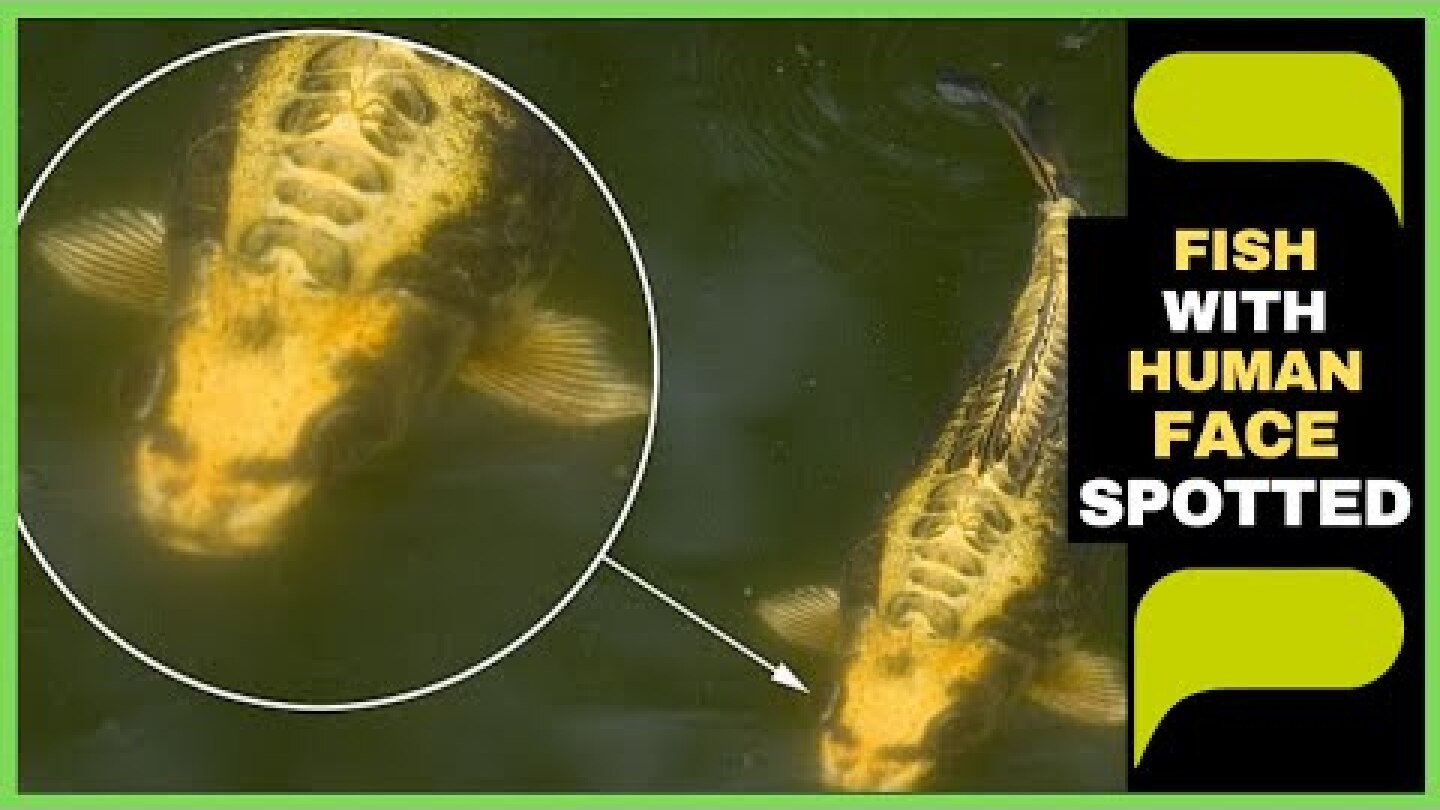 Fish with a HUMAN FACE is Spotted Swimming in a Pond