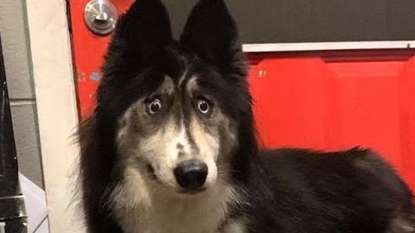 N.J. dog with unique look finds new home