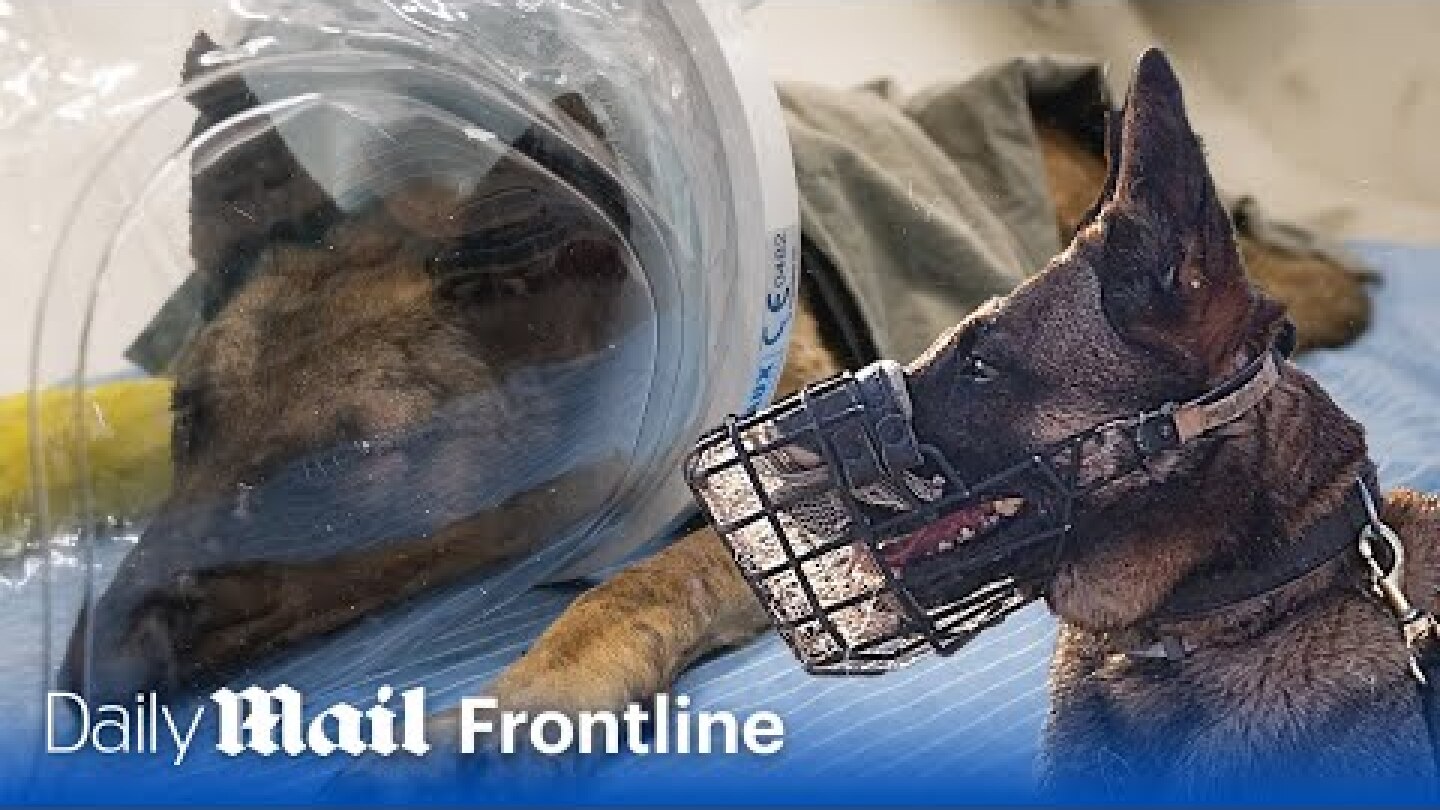 IDF dog makes miraculous recovery after being hit by Hamas grenade