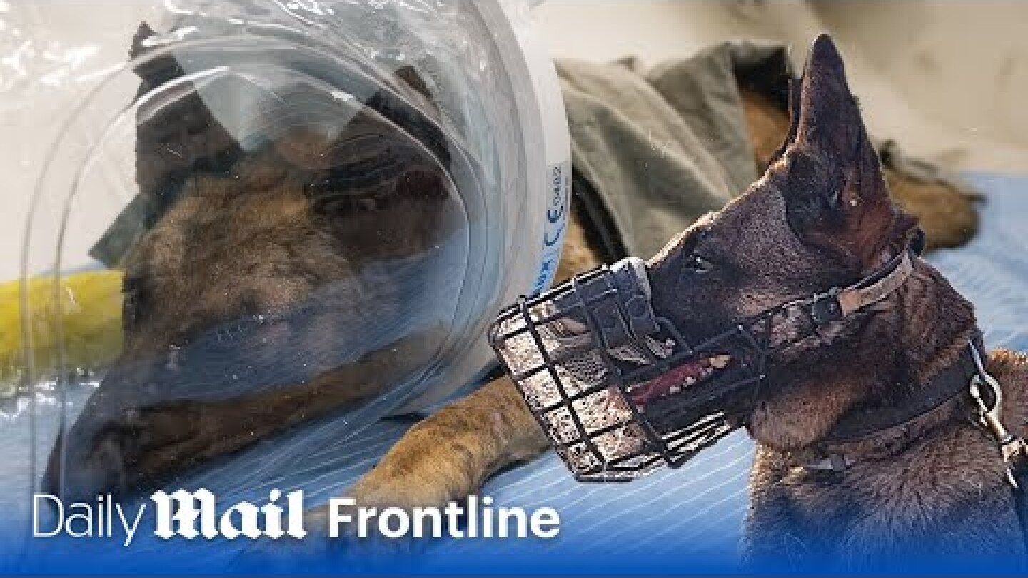 IDF dog makes miraculous recovery after being hit by Hamas grenade