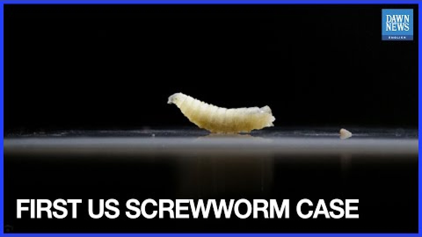 US Confirms First Travel-linked Human Screwworm Case From Central America, Sparks Livestock Concerns