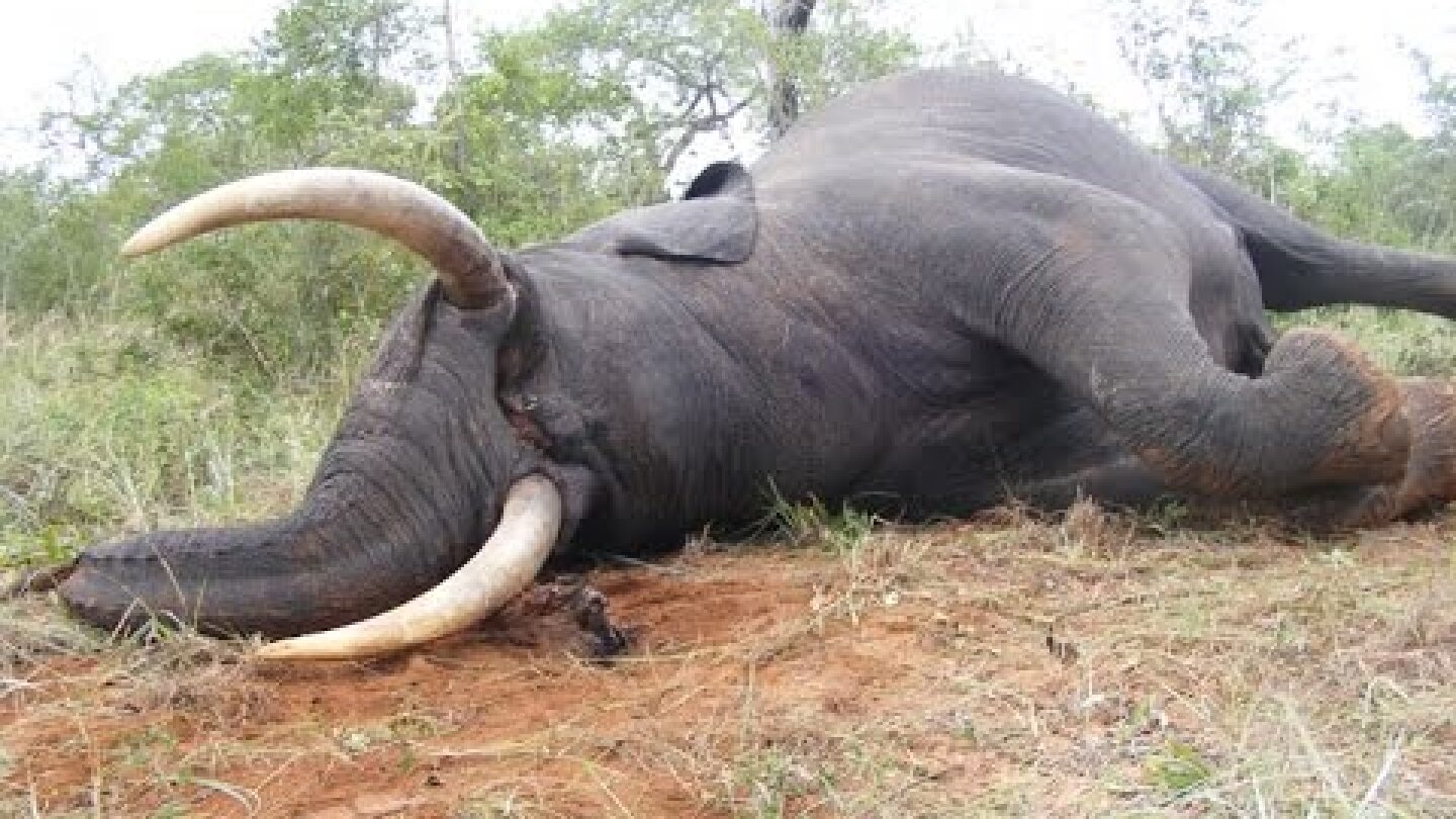 Botswana Elephant Hunting Safari Video documentary | Deer hunting kill shots in Kalahari