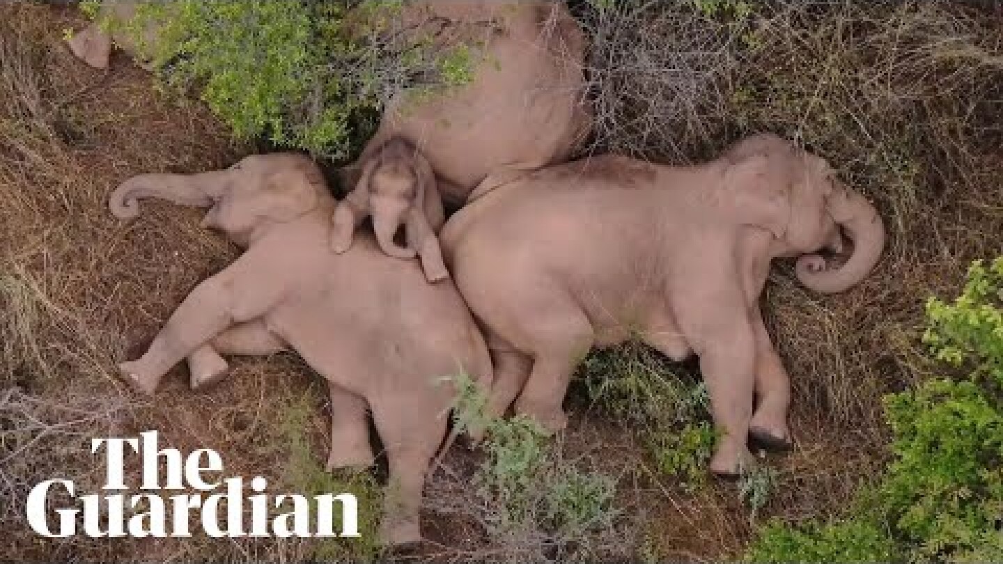 Herd of elephants trekking through China take a nap
