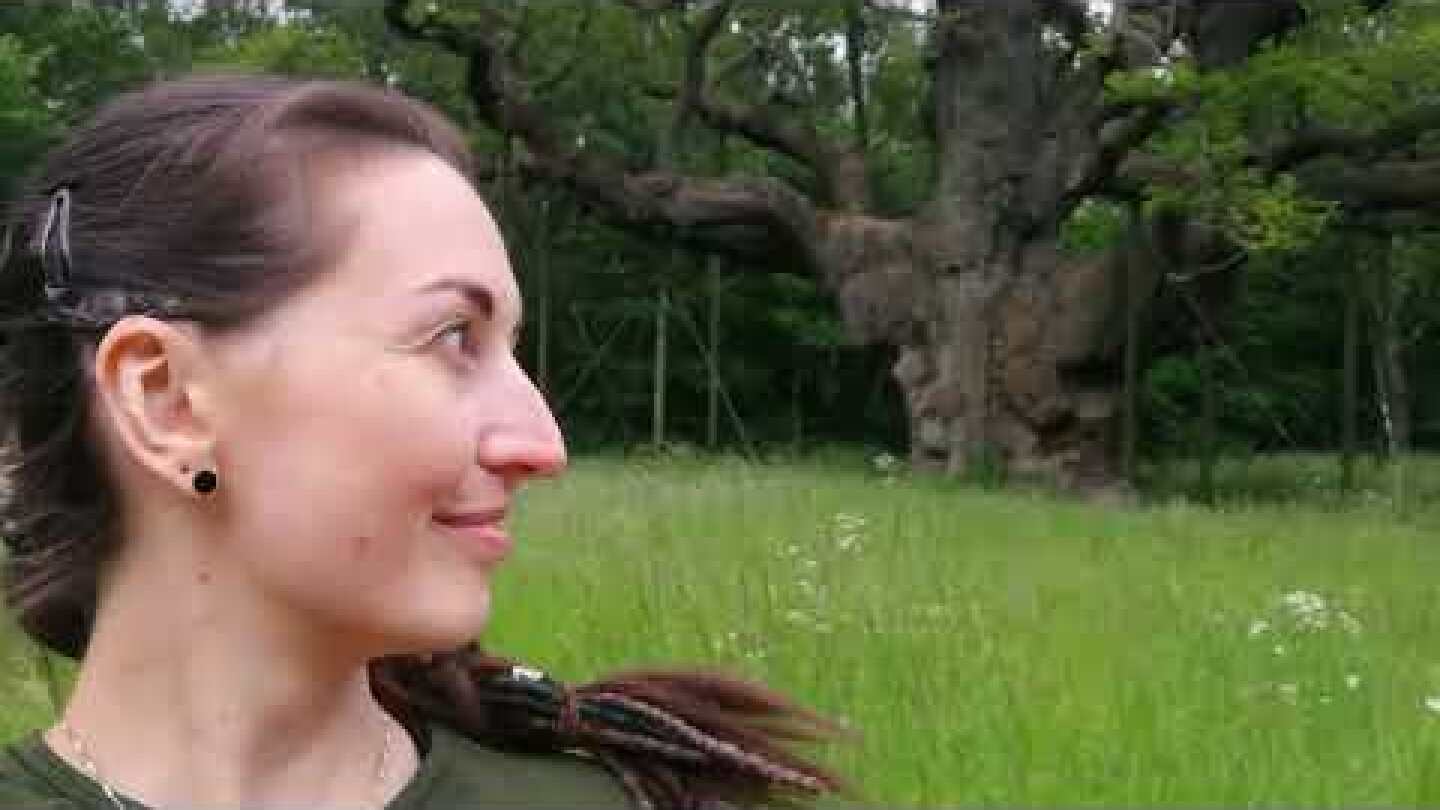Meeting The Major Oak - Britain's largest Oak tree