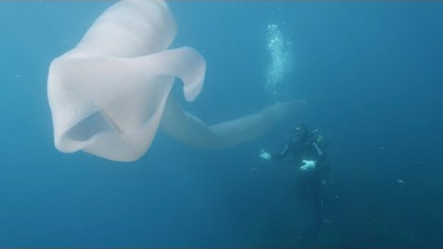 Divers Encounter Strange Deep-Sea Worm Over 8m Long
