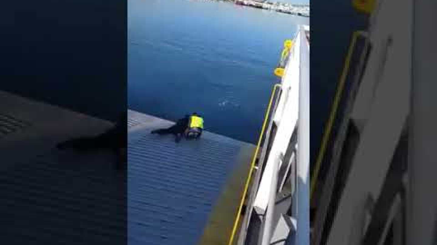 Πρωτοχρονιά 2022: Ναυτικοί του φέρι μποτ «Ελευθέριος» έσωσαν σκύλο