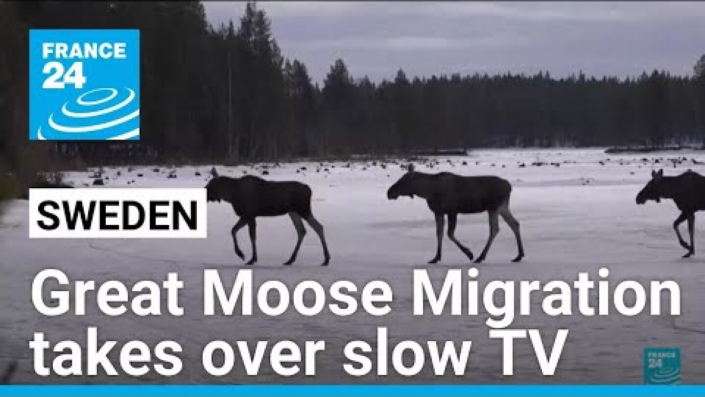 The Great Moose Migration: National hit for Sweden's slow TV sensation • FRANCE 24 English