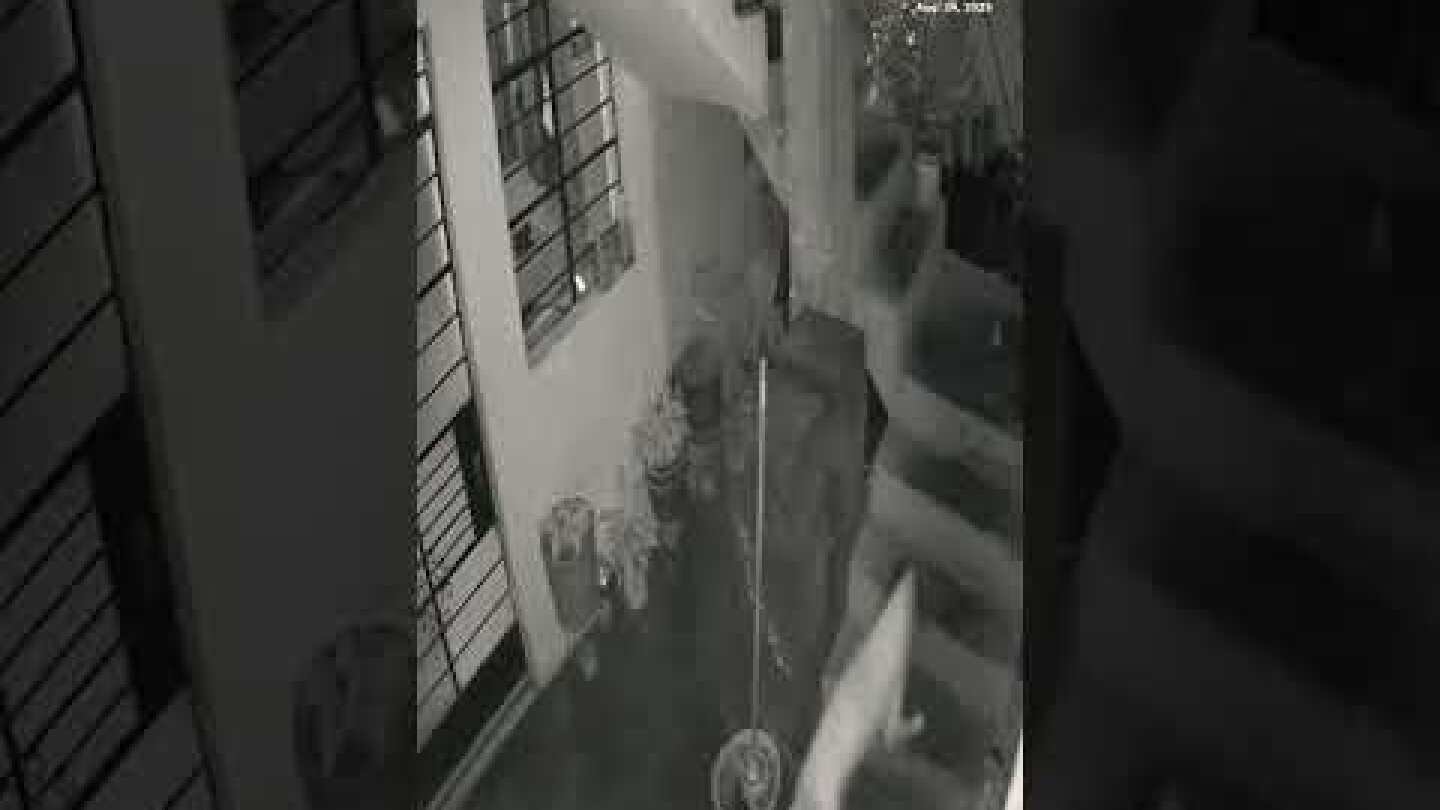 A brave dog in Peru diffused a stick of dynamite that was thrown into the yard of his owner