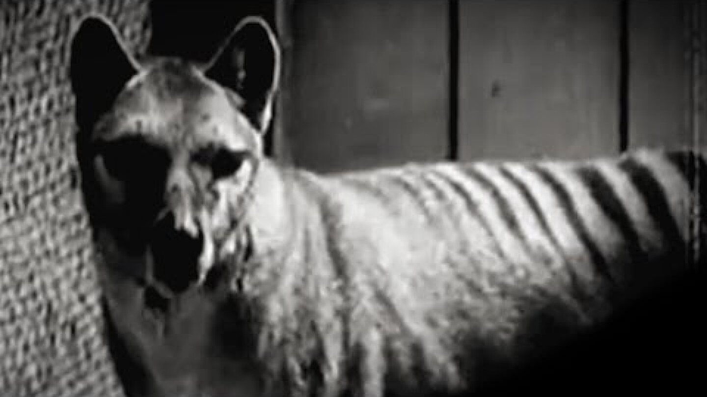 Thylacine (extinct species)