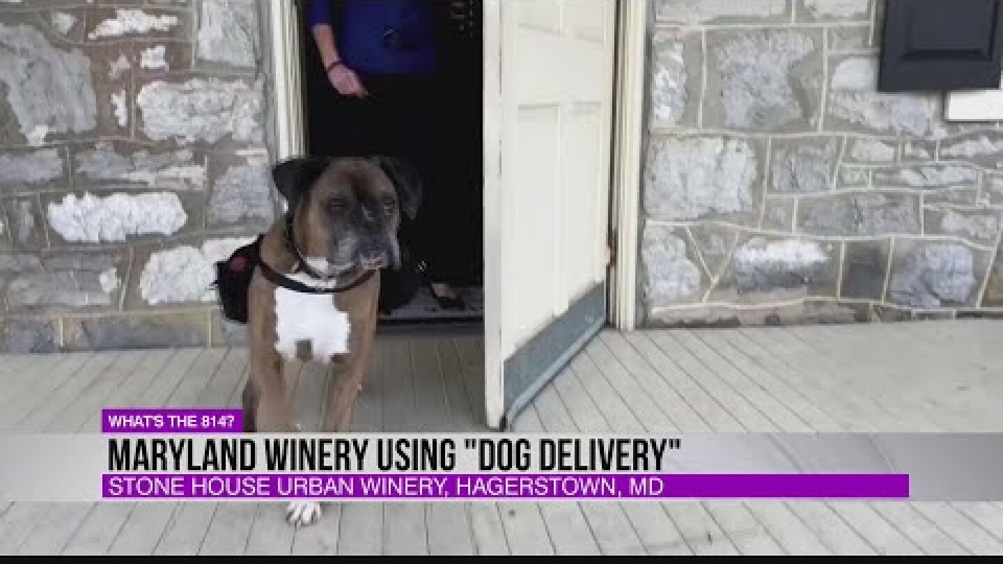 Maryland winery using dog delivery