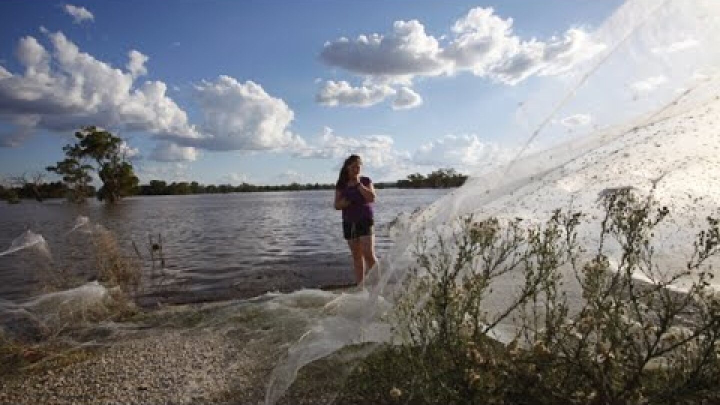 Spider webs blanket Australian landscape after floods